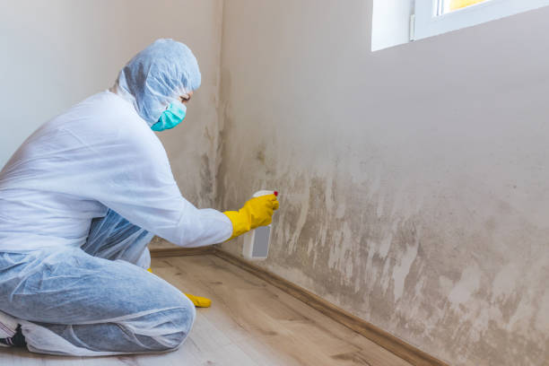 Licensed Basement Mold Remediation service in Falkland, NC - WQB Mold Removal