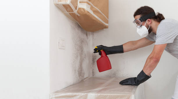 Professional Basement Mold Remediation technician working in Falkland, NC