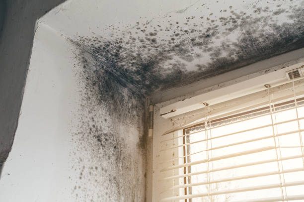 Affordable Basement Mold Remediation solutions in Falkland, NC